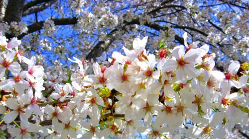 Oggi, 20 Marzo, è l'equinozio di primavera. Ma non era il 21?